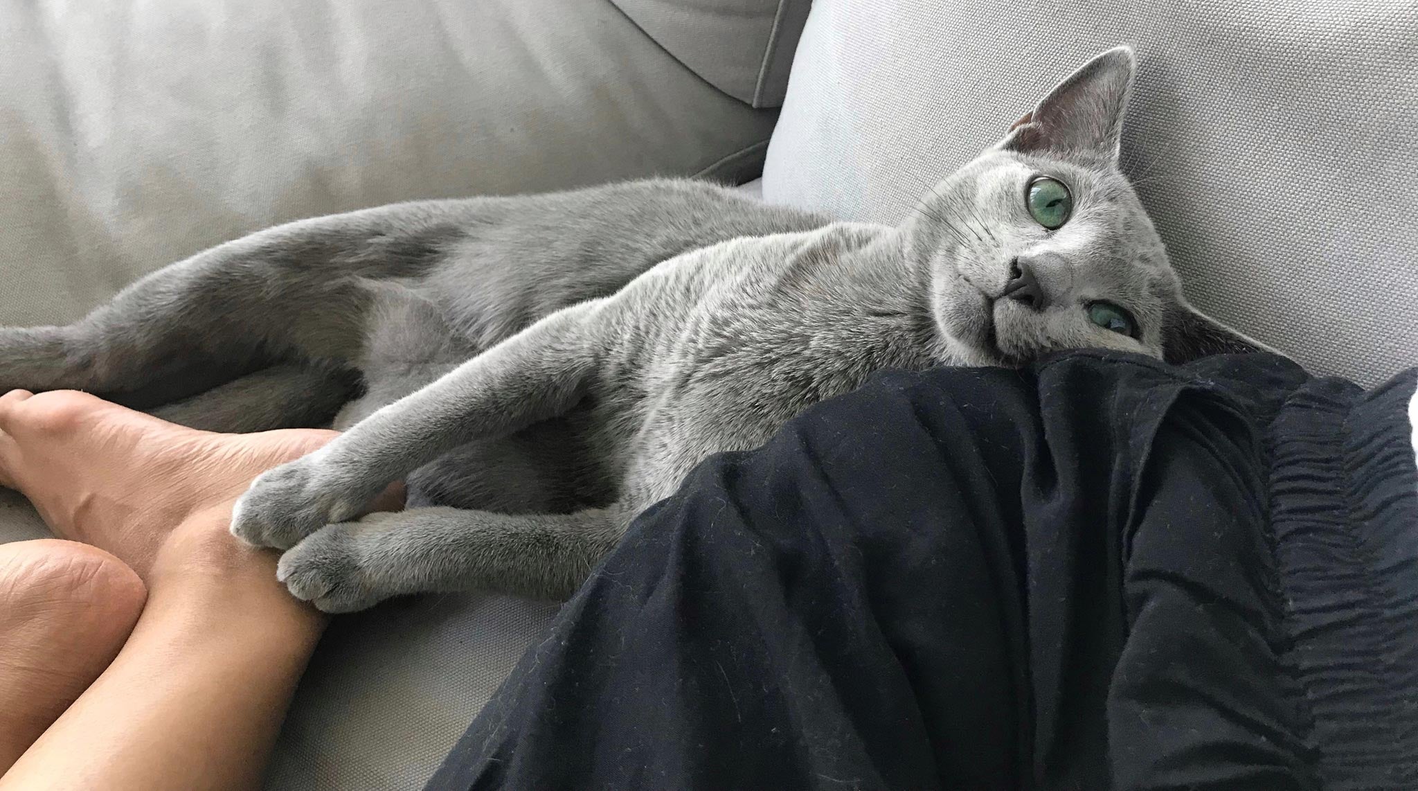 Why is My Cat so Clingy? A Guide to Overly Needy Cats