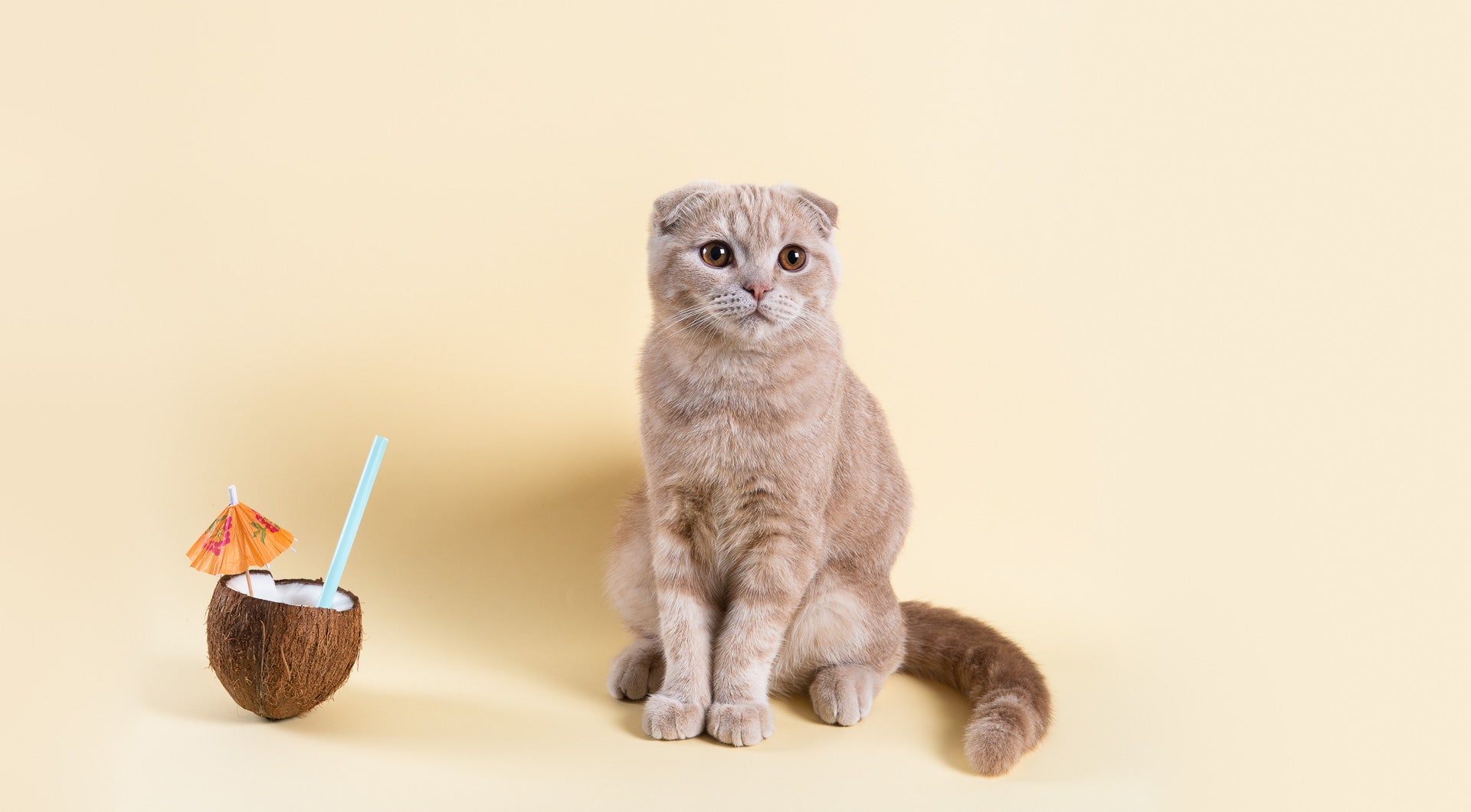 Can cats eat coconut?