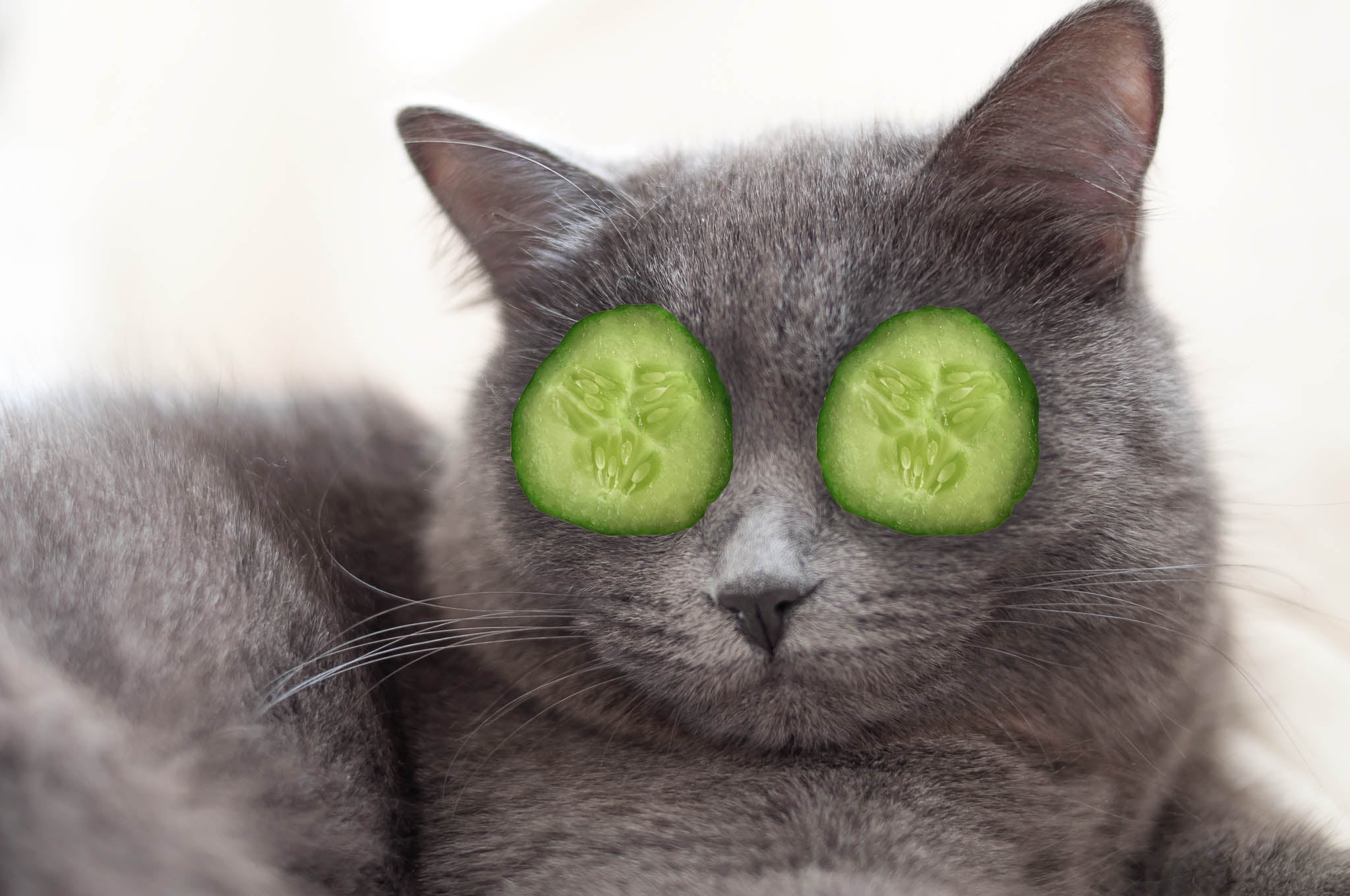 Cats Eating Cucumbers And Water photo