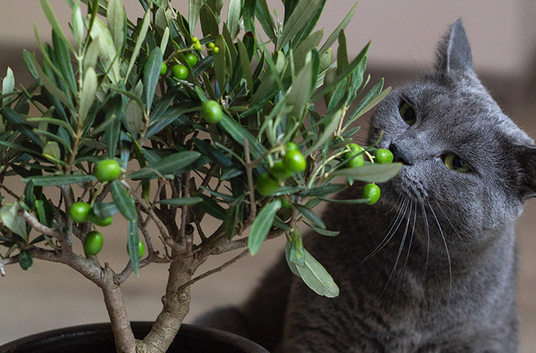 can cats eat olives?