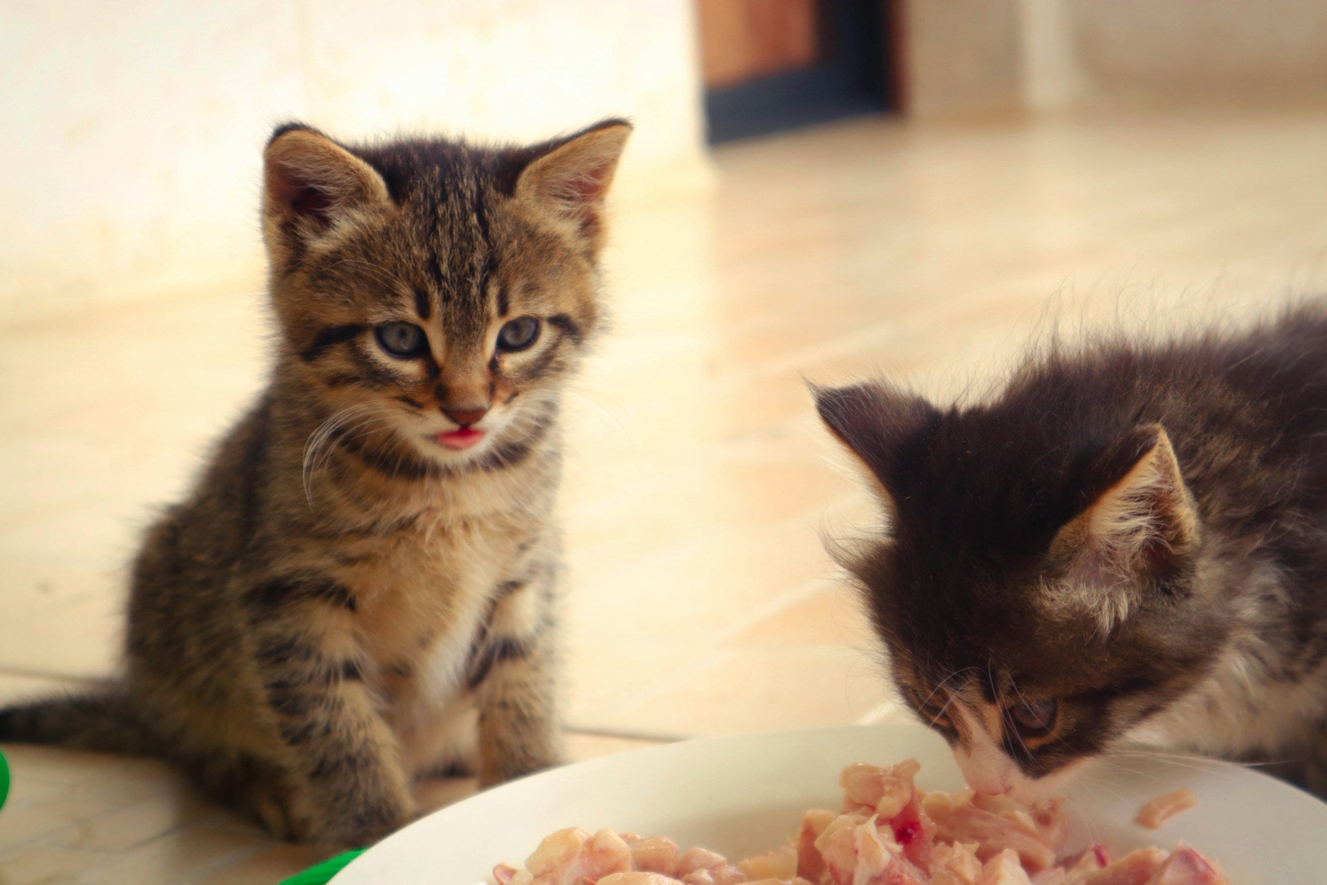 cats eating together