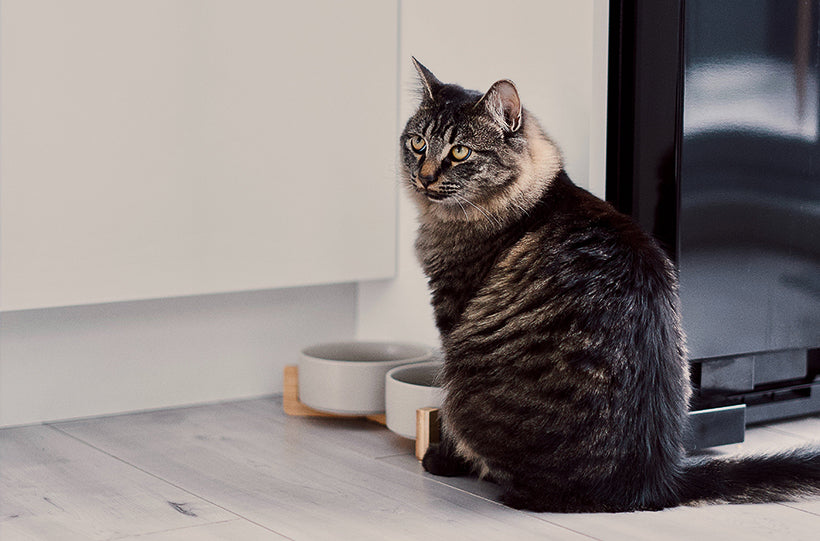 How to Feed Cat Wet Food While Away: Easy Tips for Happy Pets