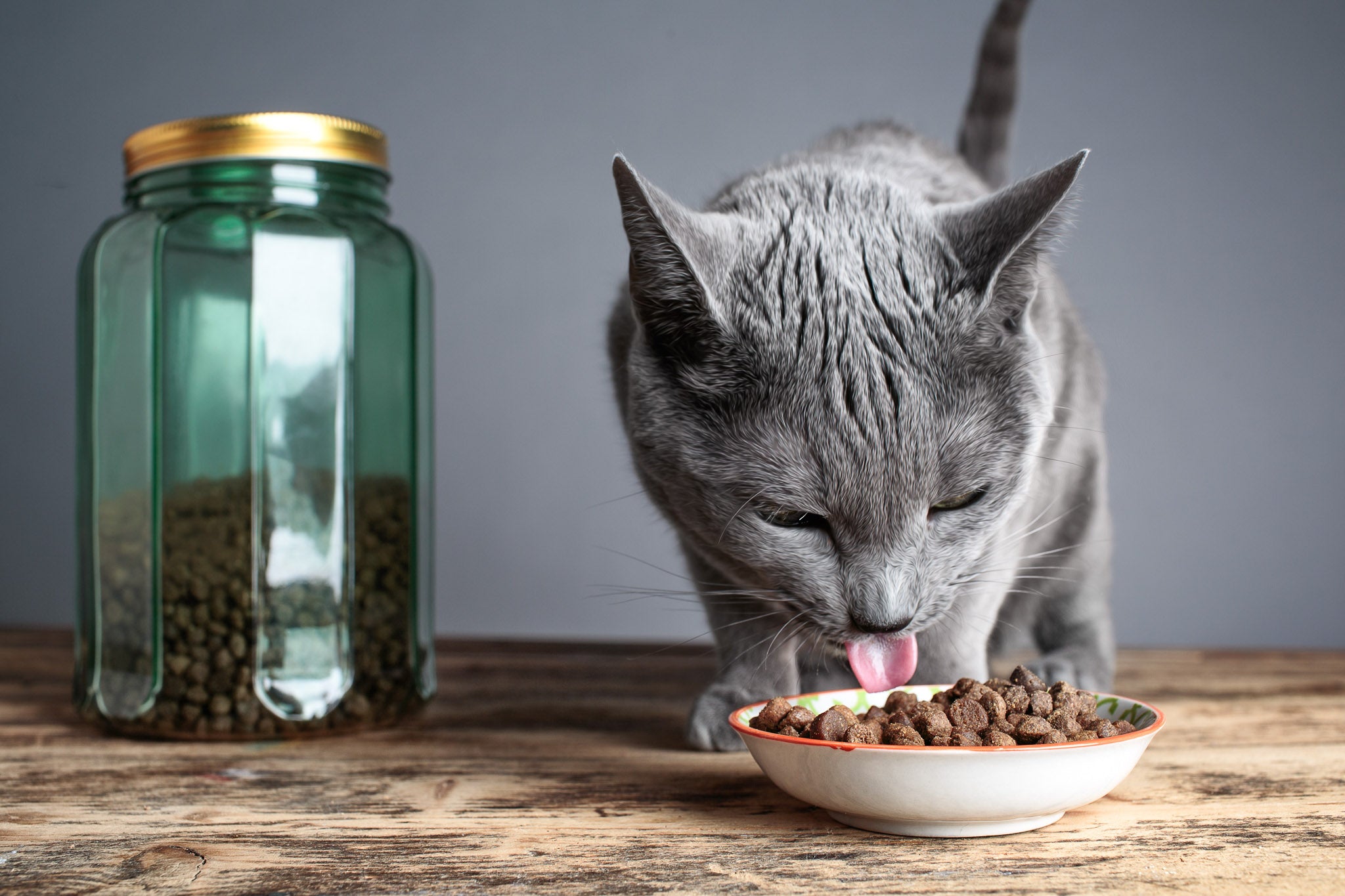 Why Do Cats Always Act Like They're Starving?