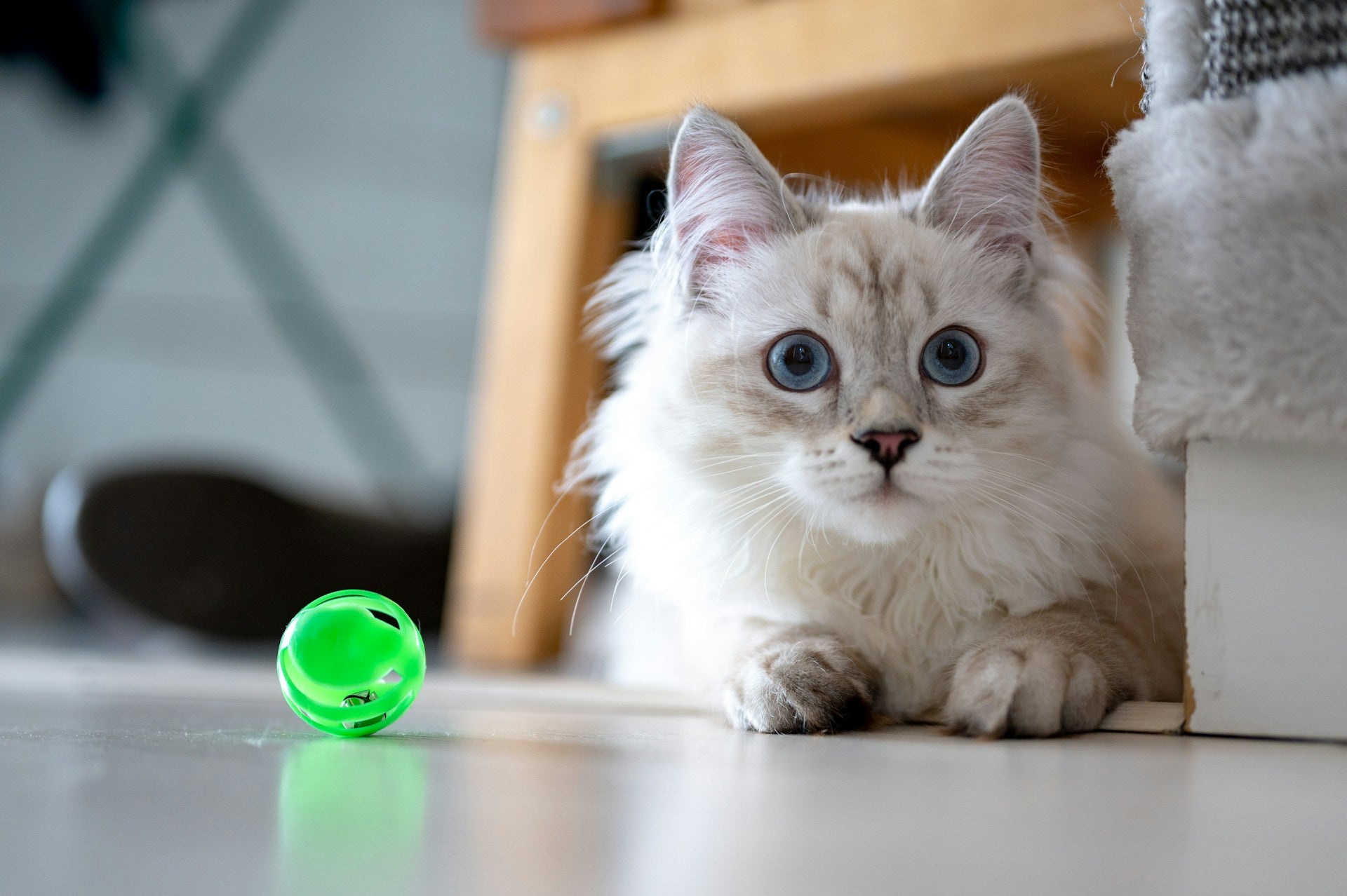 training cat to play fetch