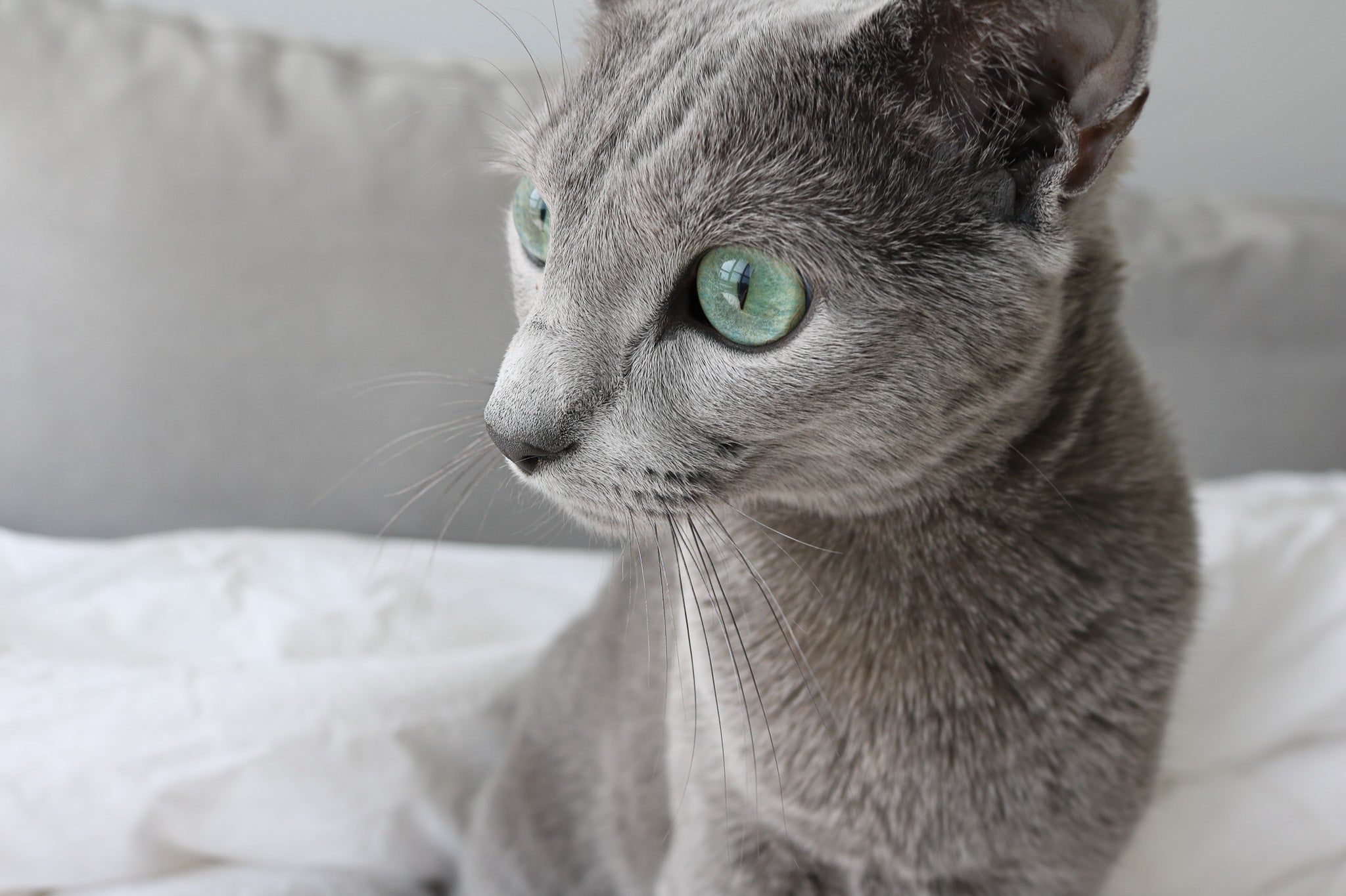 The Truth About Whisker Fatigue and What You Can Do to Help