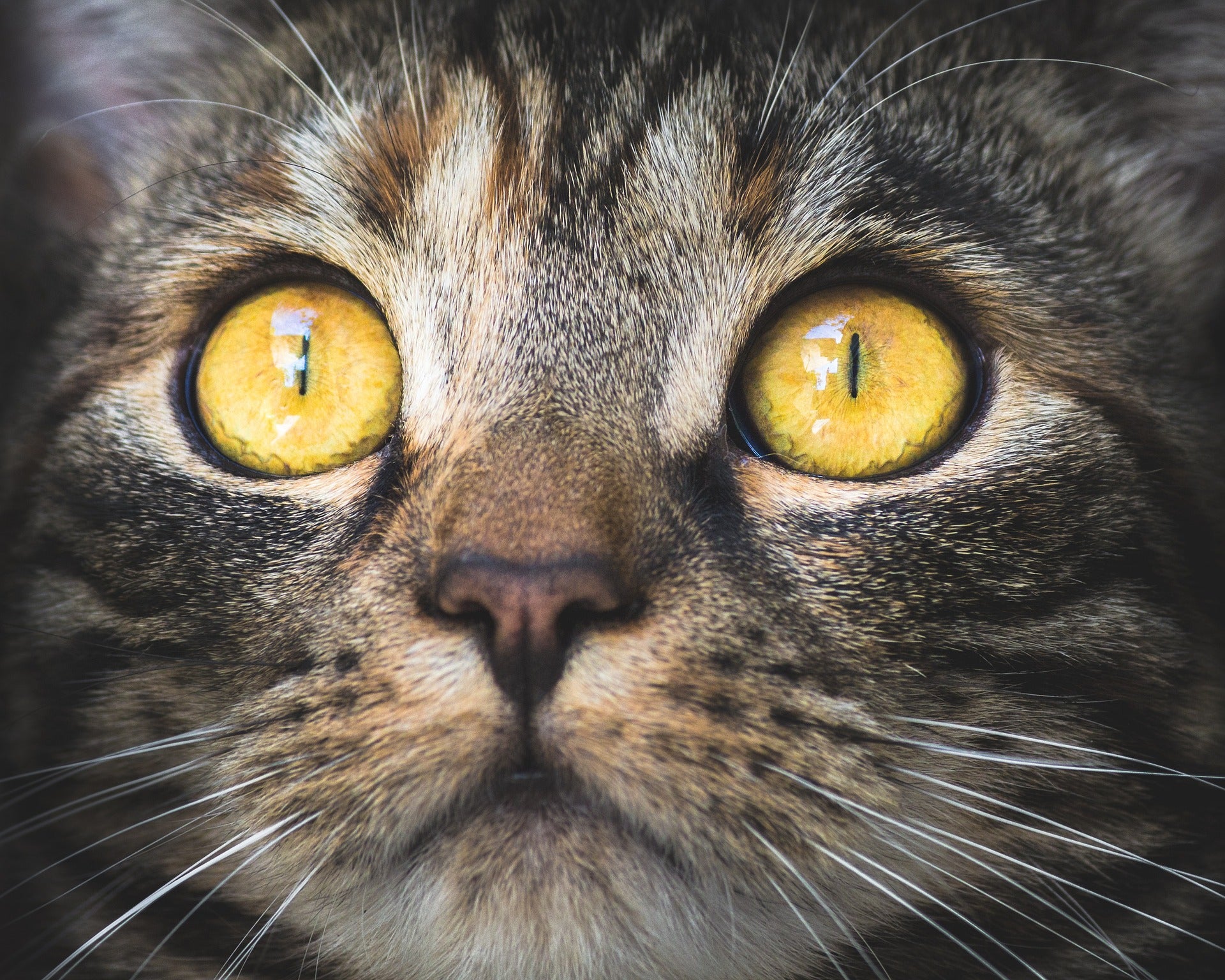 The characteristics of the eye shape in the breed of cat as