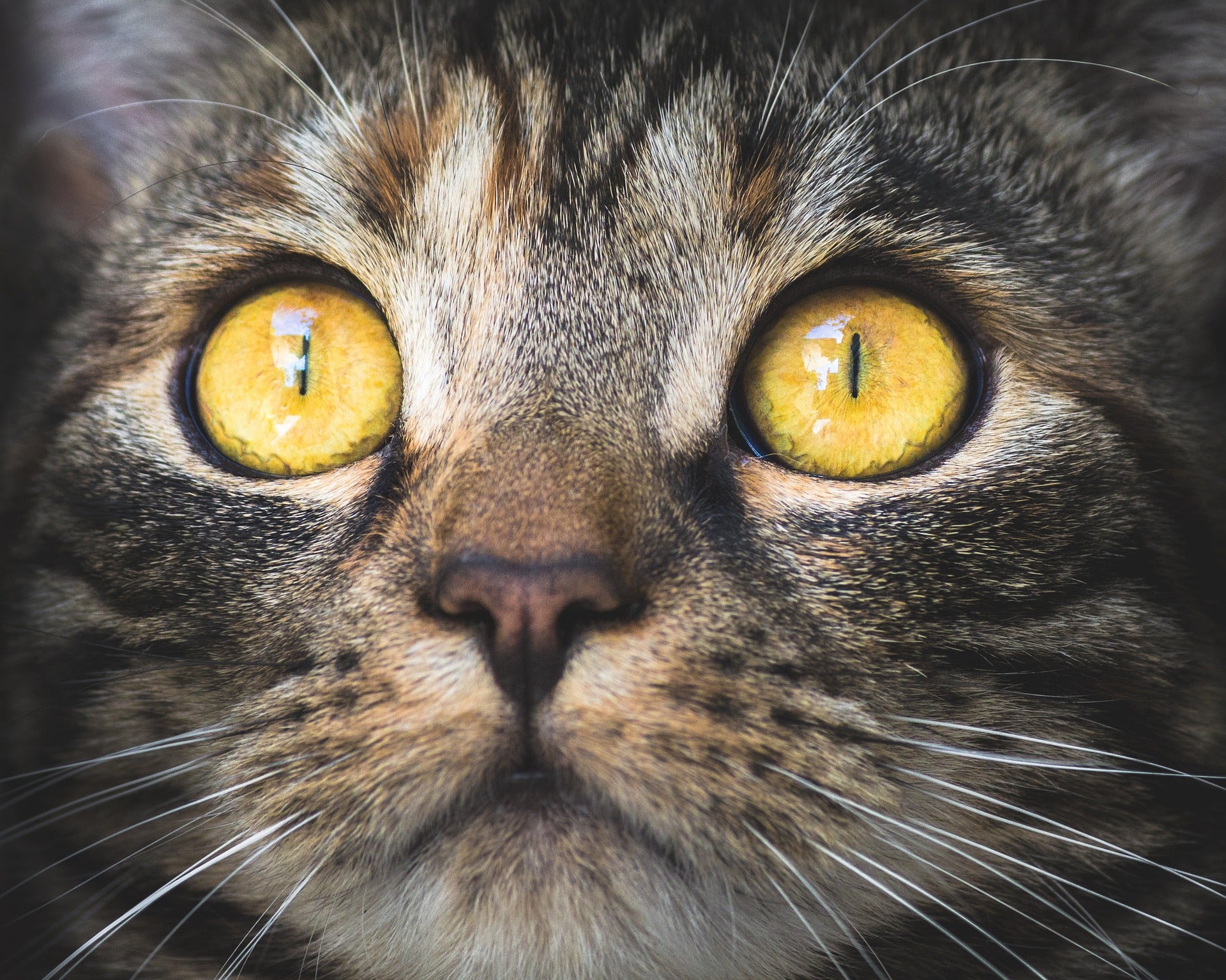 When Do Cat’s Eyes Change Color? Your Cat Eye Guide