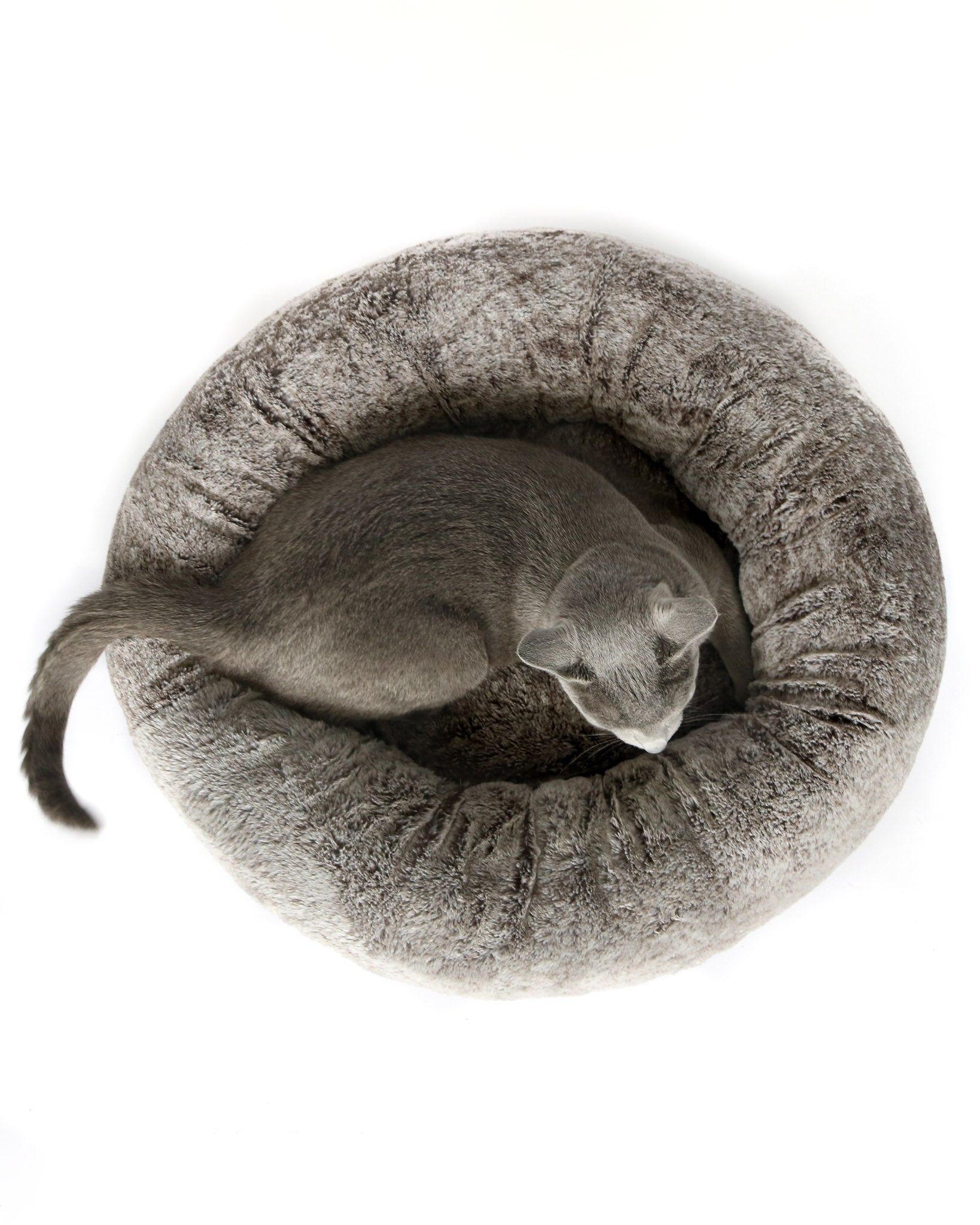 Chara Cat Nest