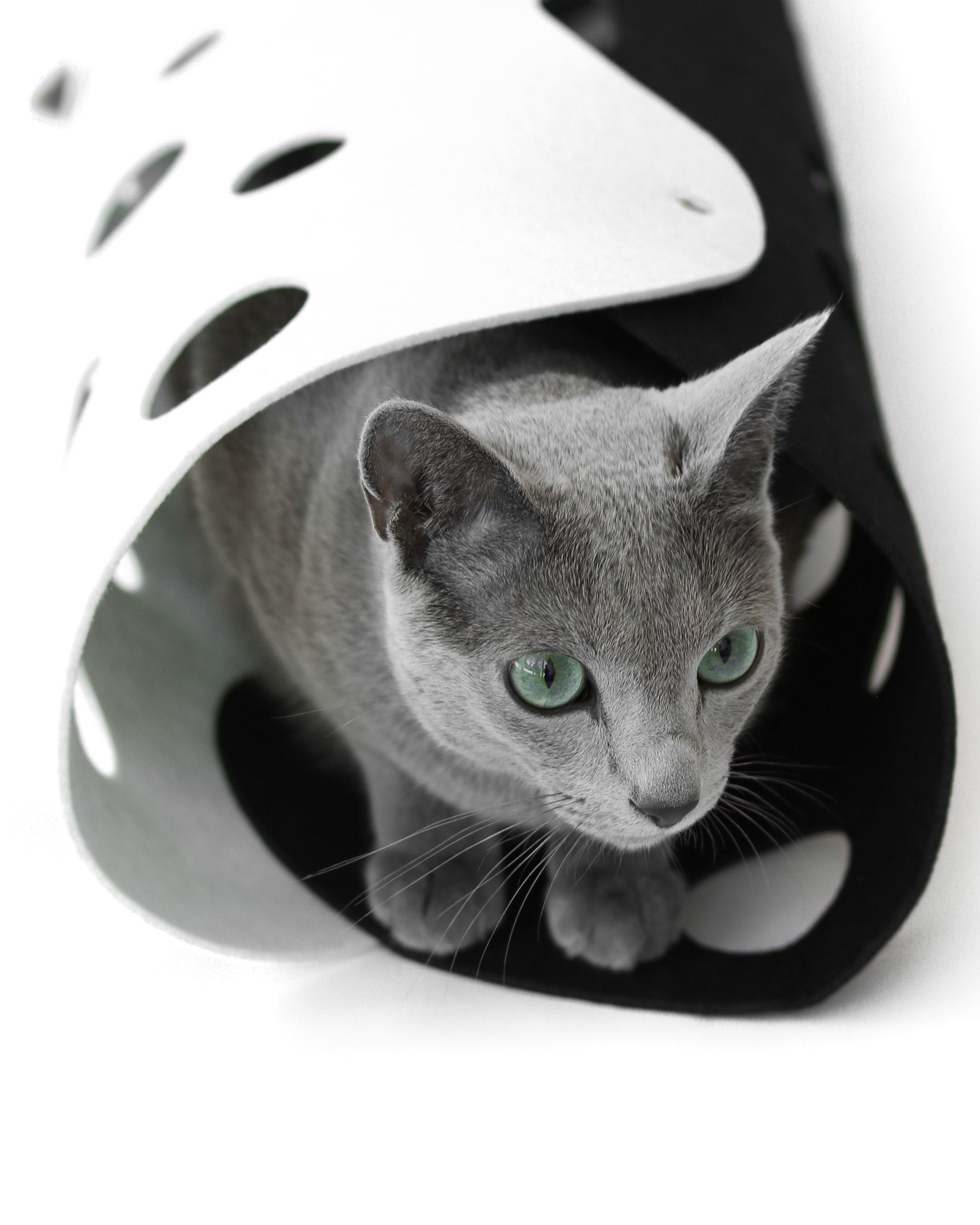 Gray cat with green eyes peeking out from a white and black cat tunnel.