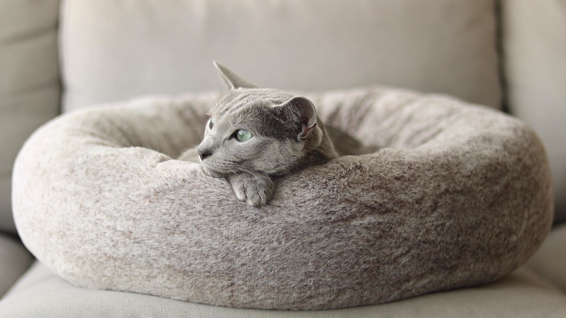 Noots Pets Modern Cat Bed the Chara Cat Nest