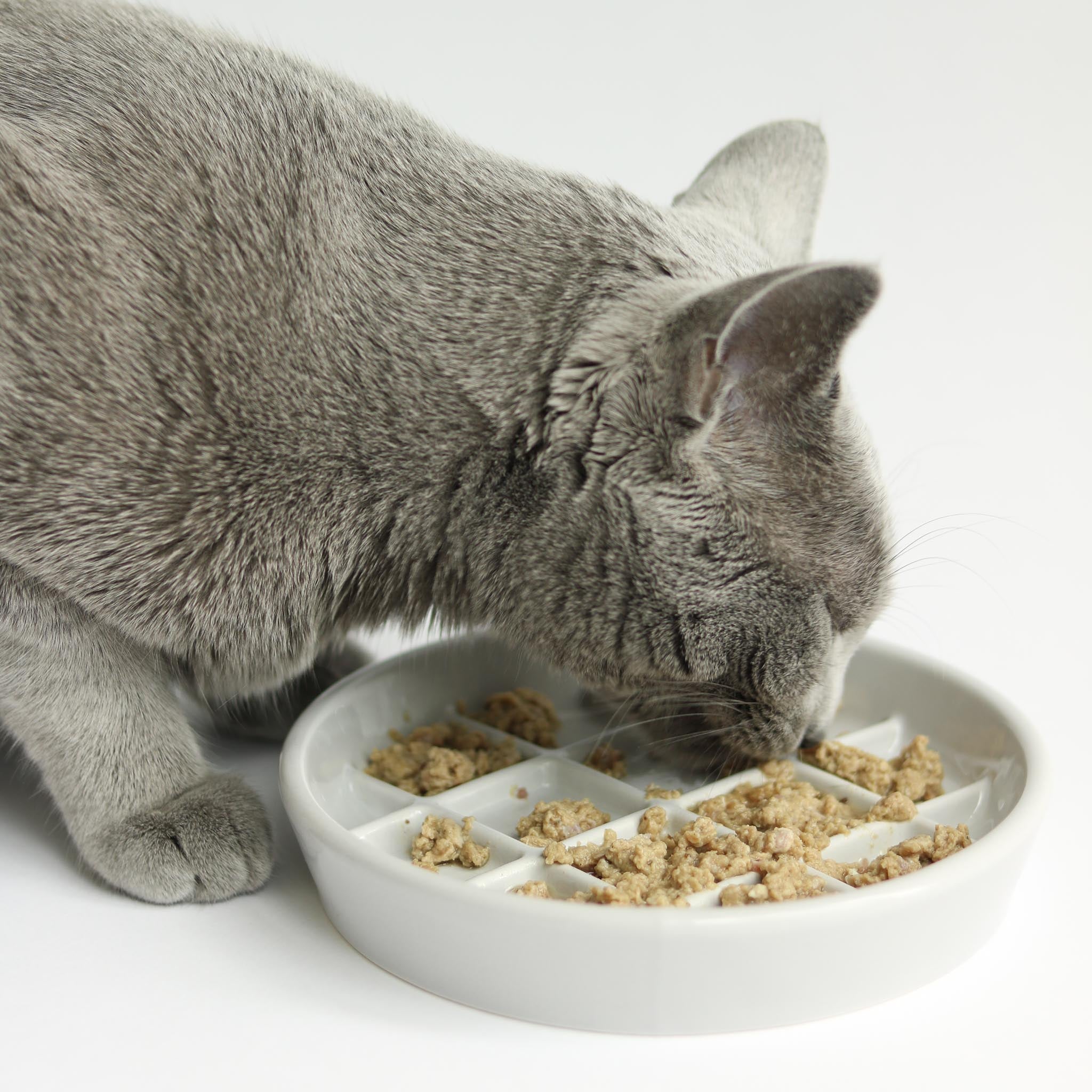 Maple Slow Feed Cat Bowl