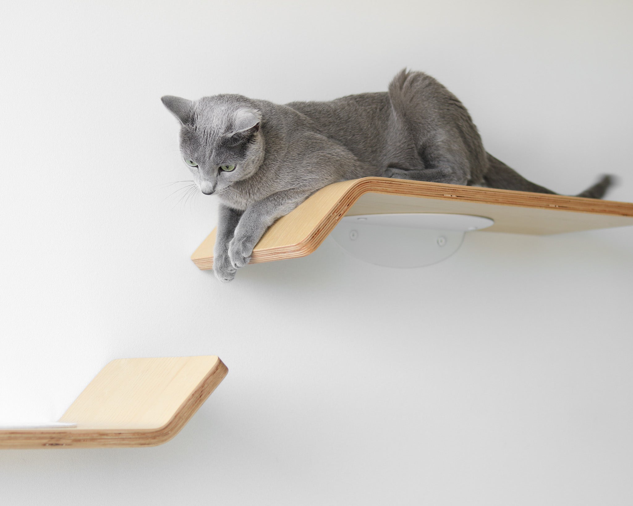 Figo cat shelves in use