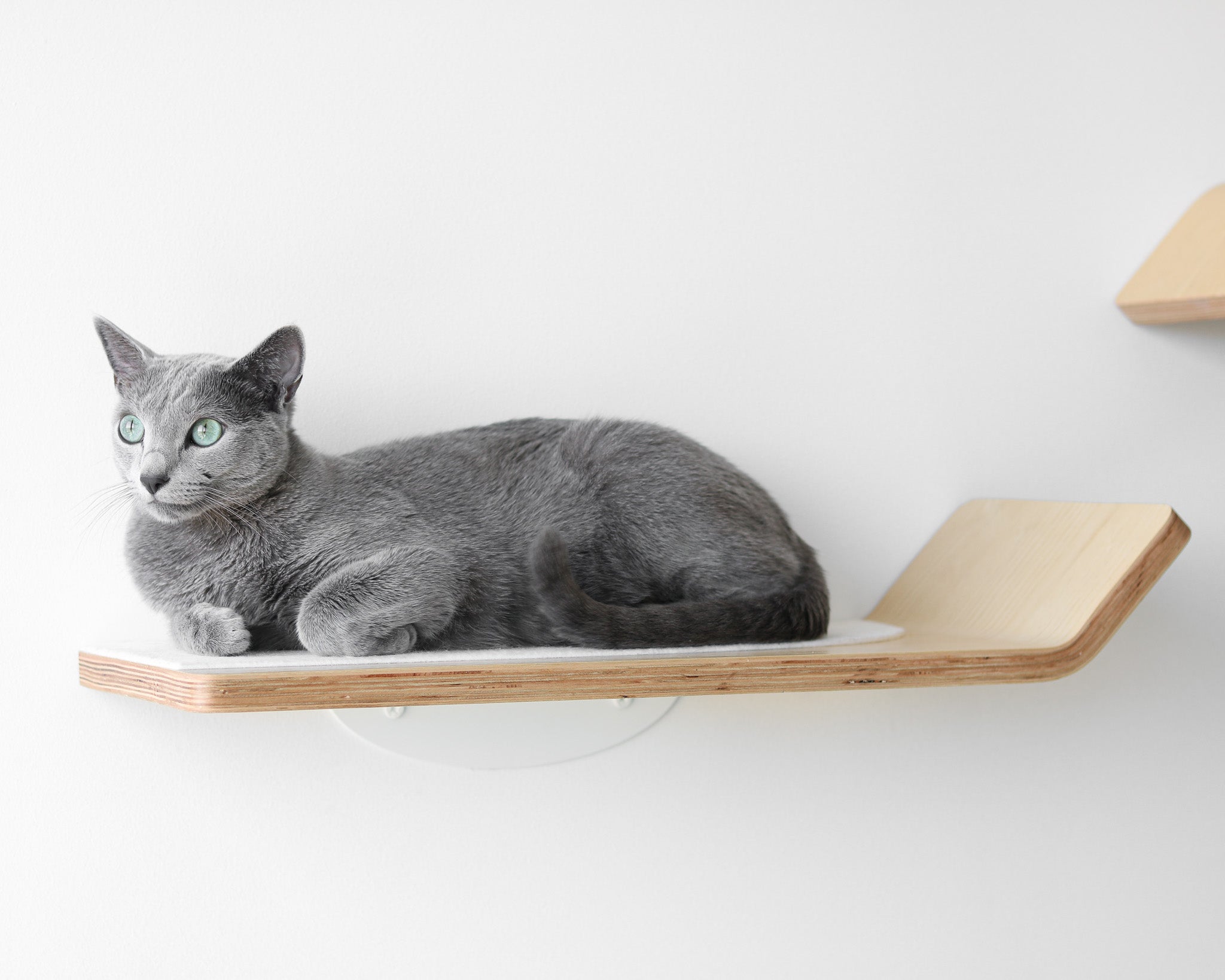 Figo cat shelf and lounging cat