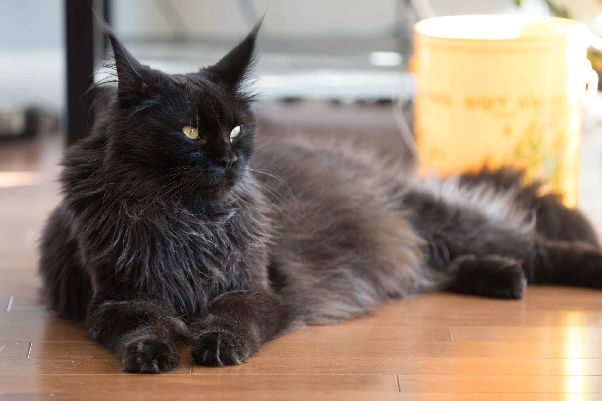 A Guide to Black Smoke Maine Coon Cats