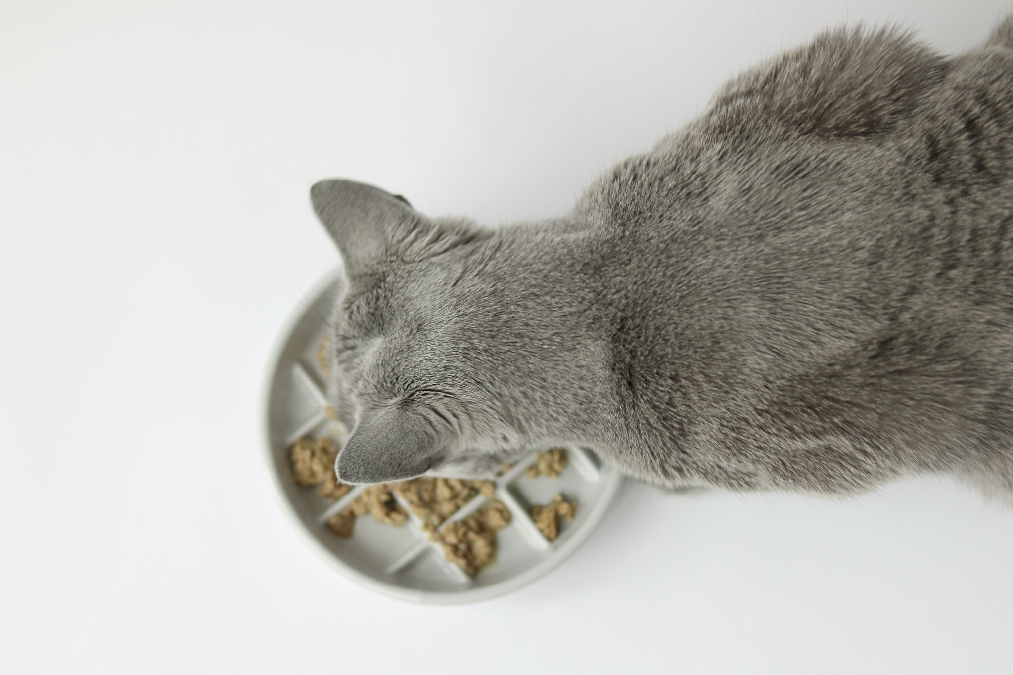 5 Common Reasons Your Cat Throws Up After Eating: A Guide