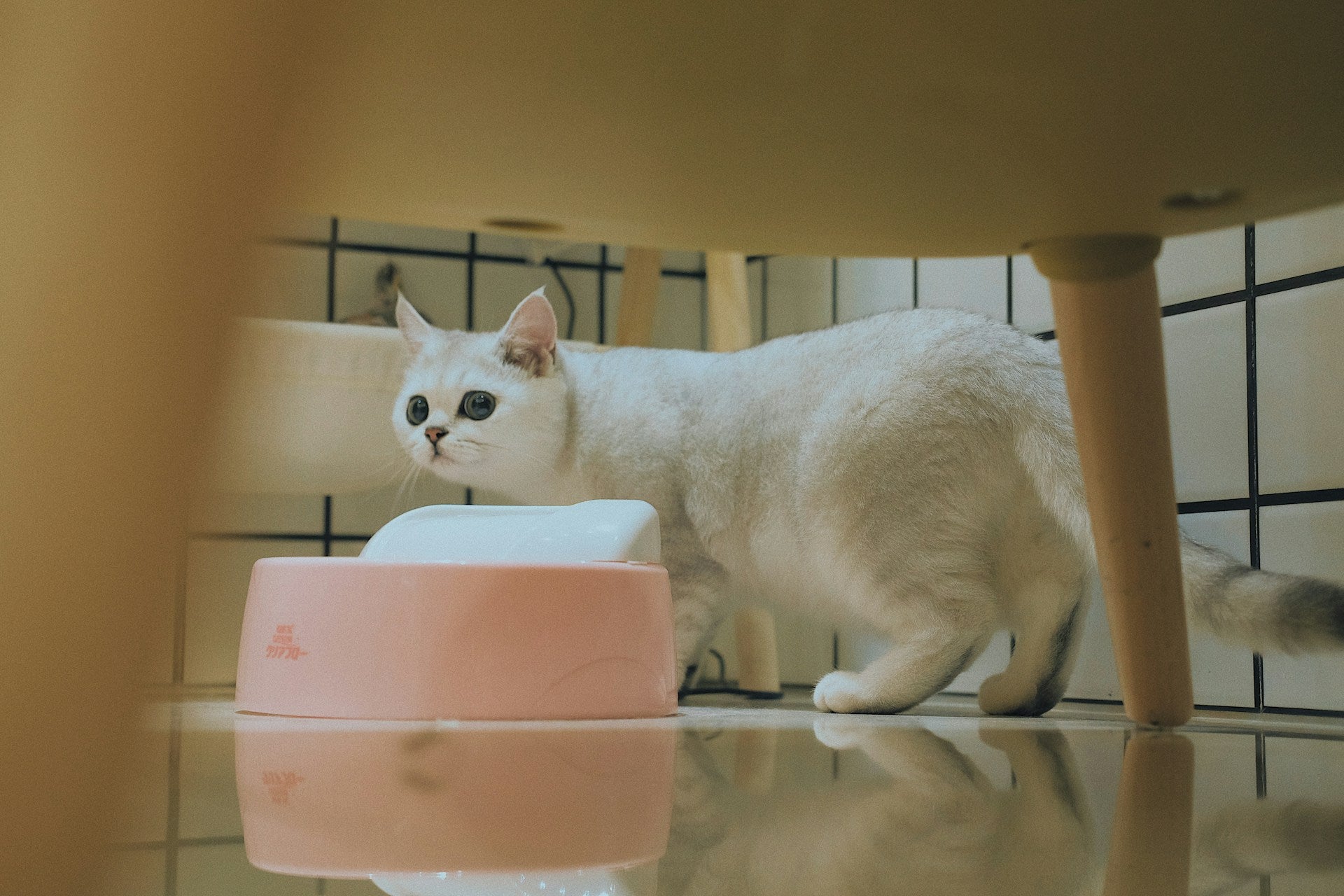 why are cats obsessed with toilets?
