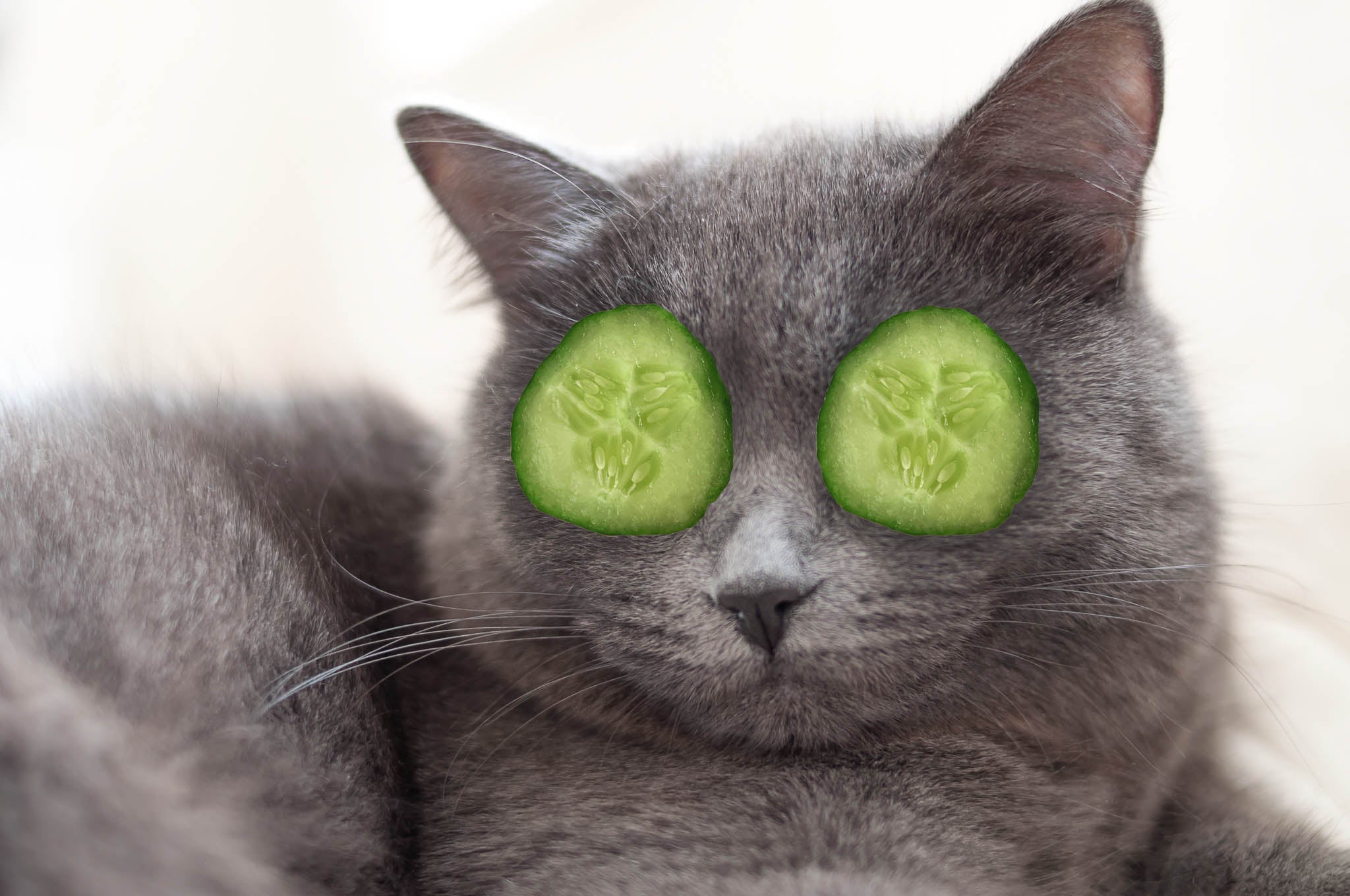 Can Cats Eat Cucumbers? Benefits and Cautions Explained