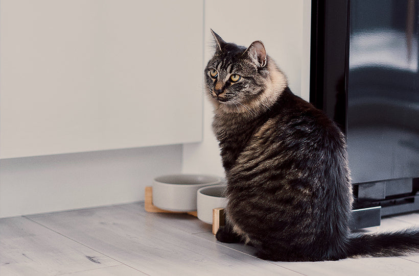 How to Feed Cat Wet Food While Away | Complete Guide