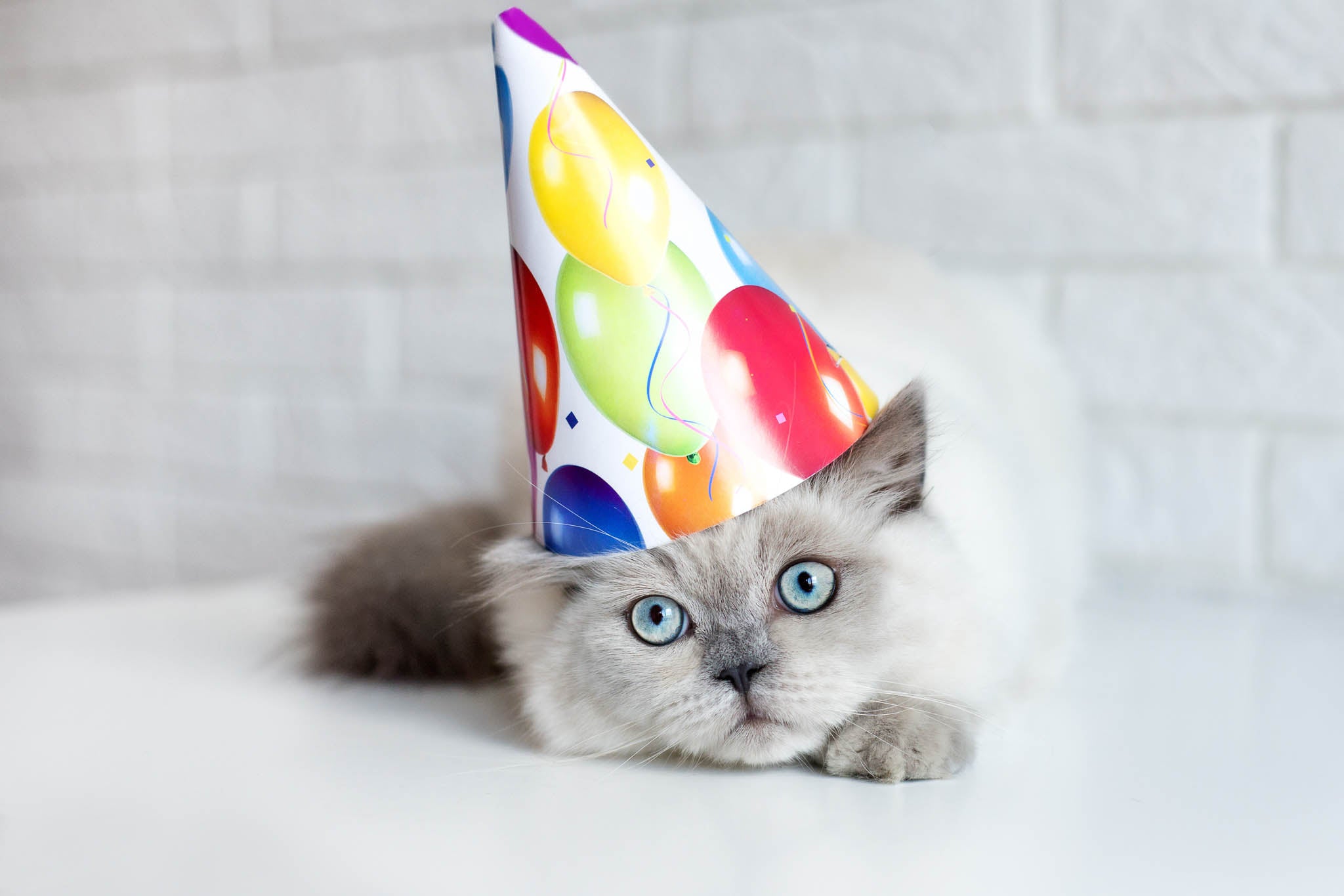 Top 5 Cat Birthday Party Ideas