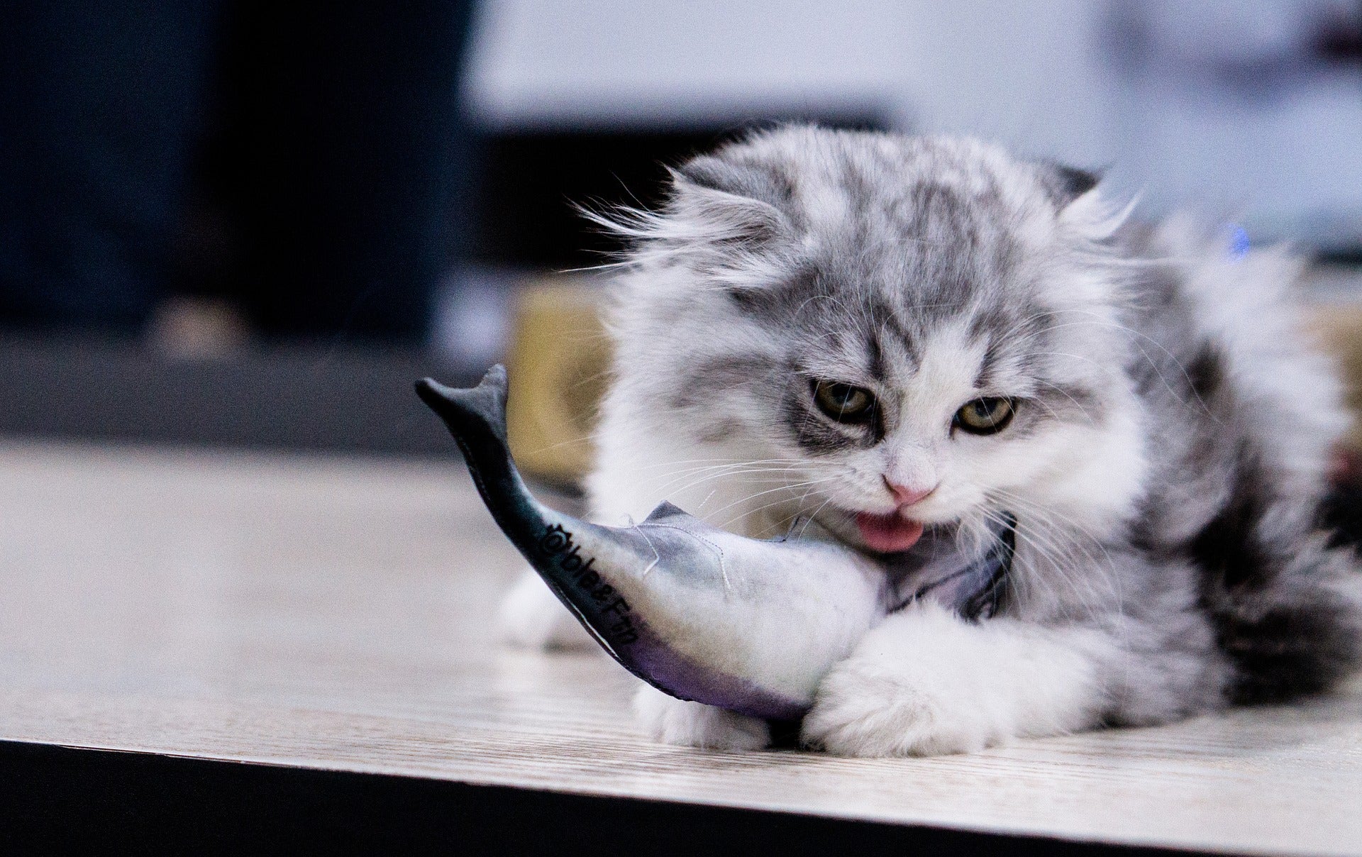 Why Do Cats Like Fish? A Deep Look at History & Science