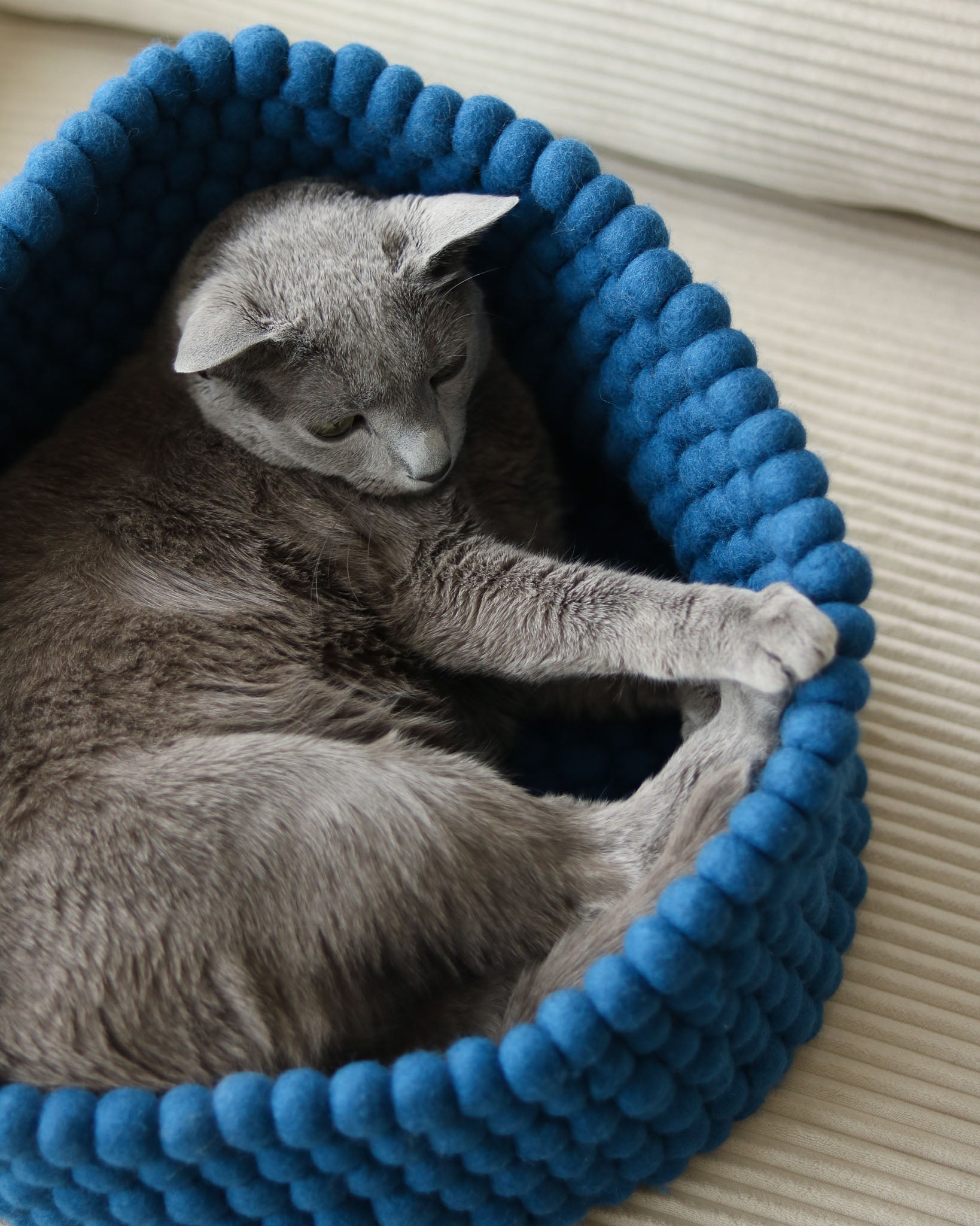 Noots Coco felt ball pet bed in royal blue with curled cat inside