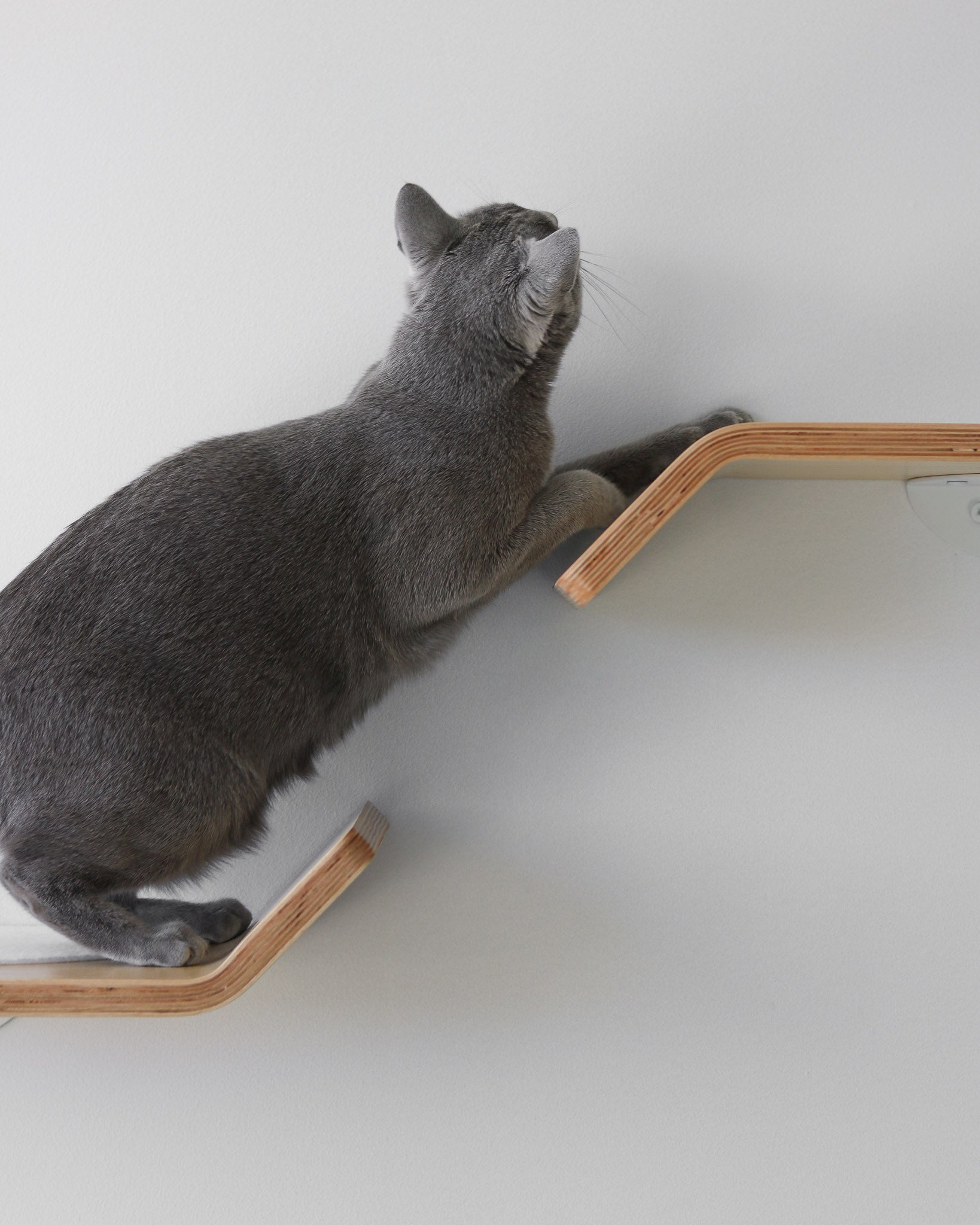 Figo Shelves