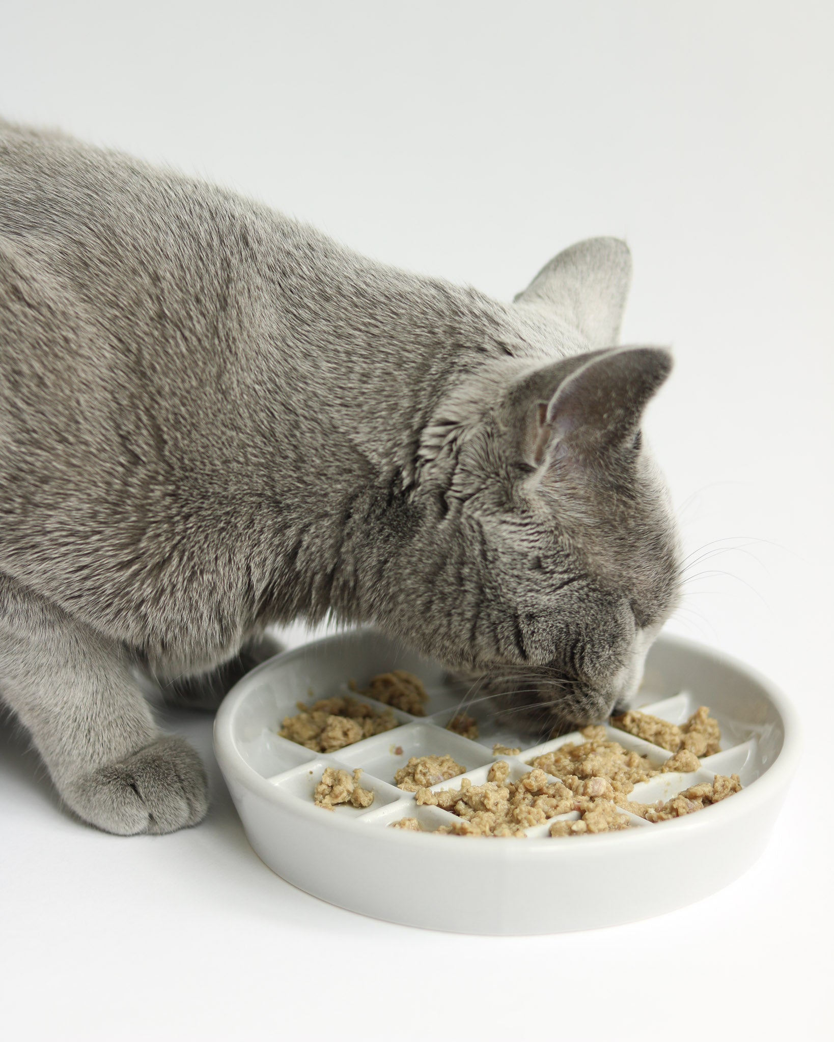 Noots Pets gray cat eating from a grey Maple slow feeder bowl 