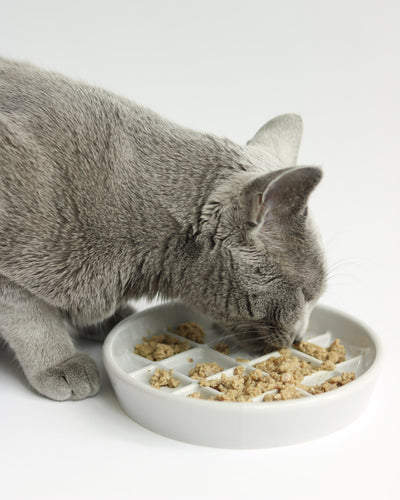 Noots Pets gray cat eating from a grey Maple slow feeder bowl 