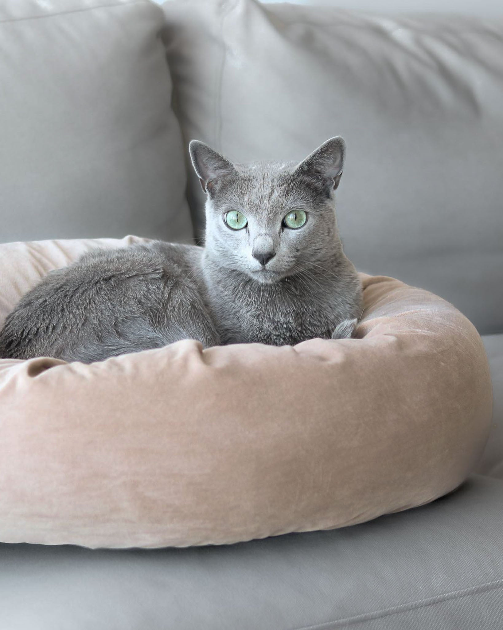Pearl Velvet Bed