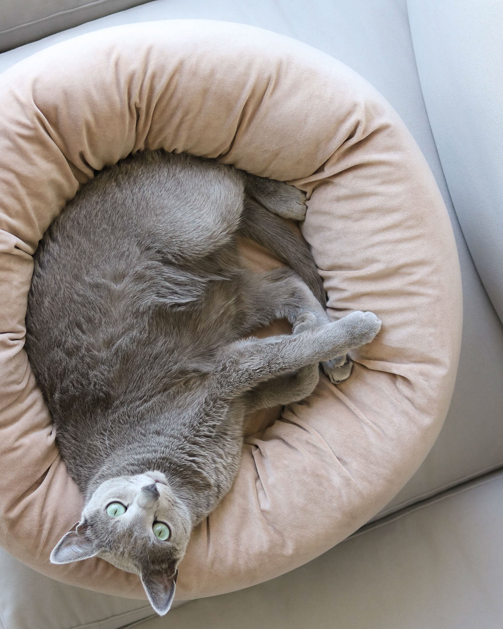 Pearl Velvet Bed