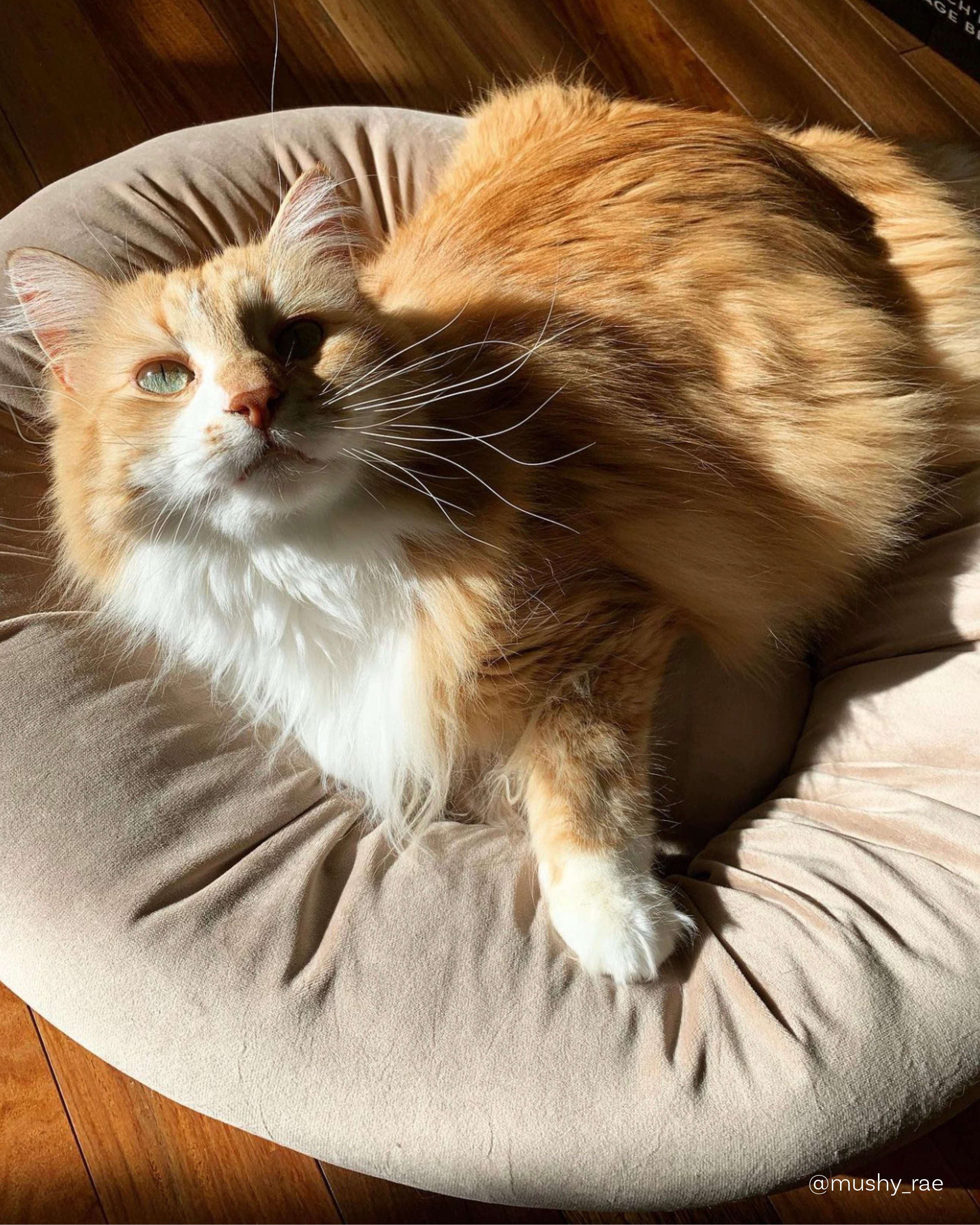 Noots velvet cat bed as seen on instagram