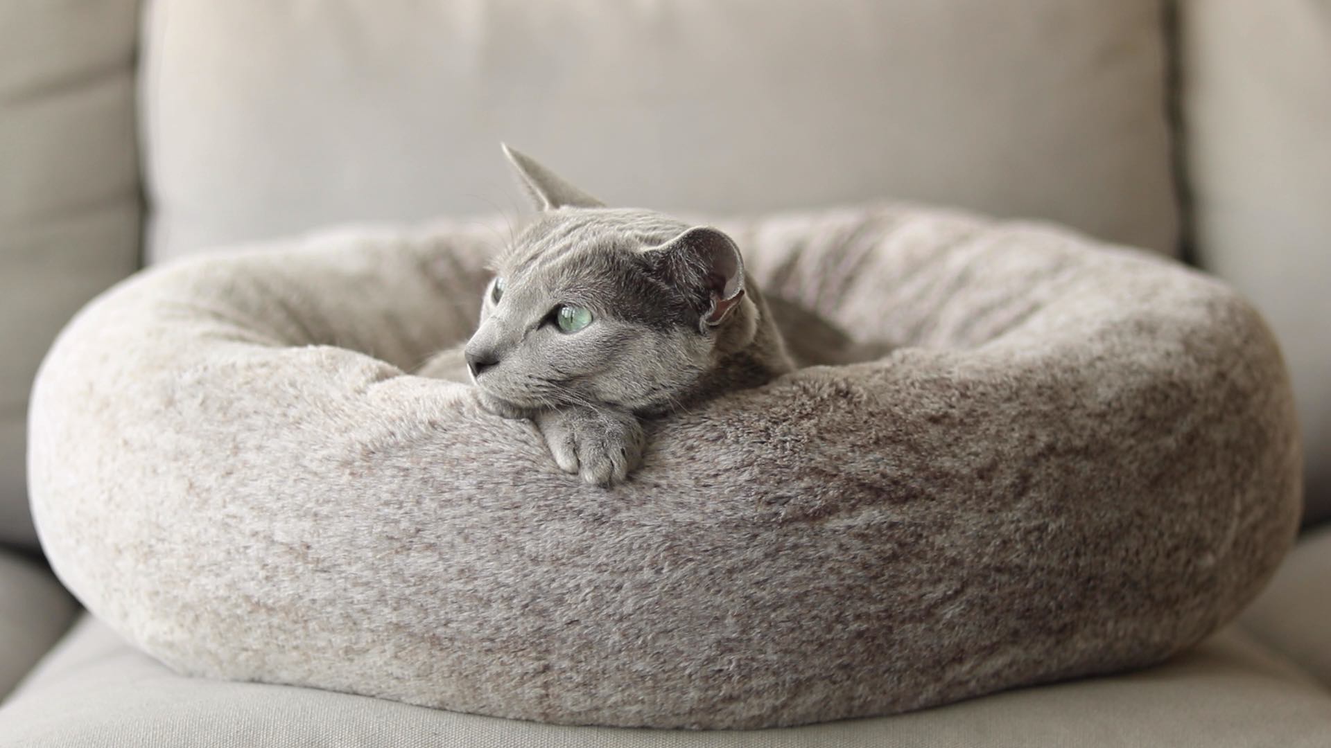 Noots Pets Modern Cat Bed the Chara Cat Nest 