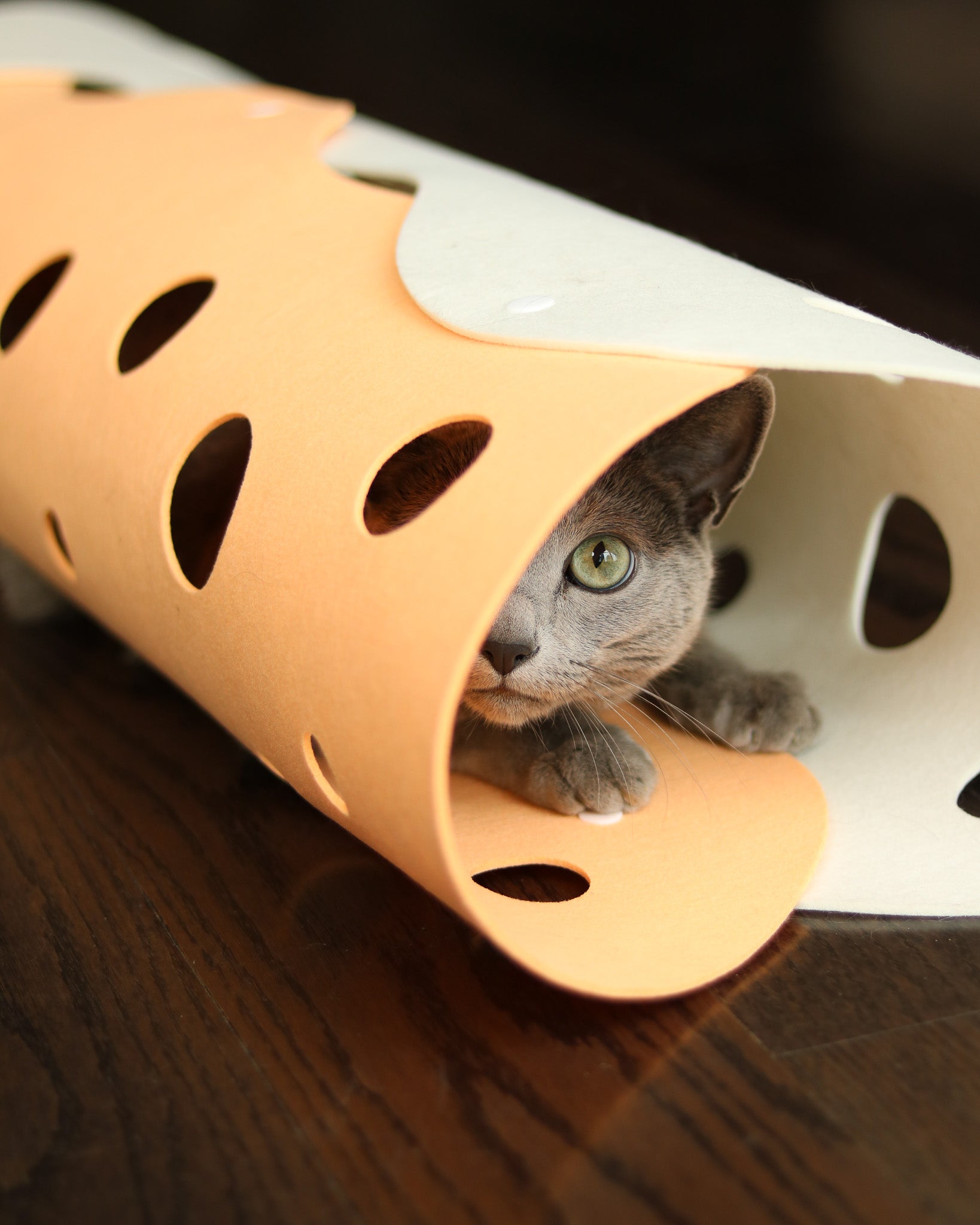 Cat peeking out from an orange and white cat tunnel on a wooden floor.