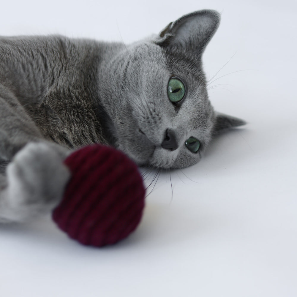 cat playing with crochet cat ball