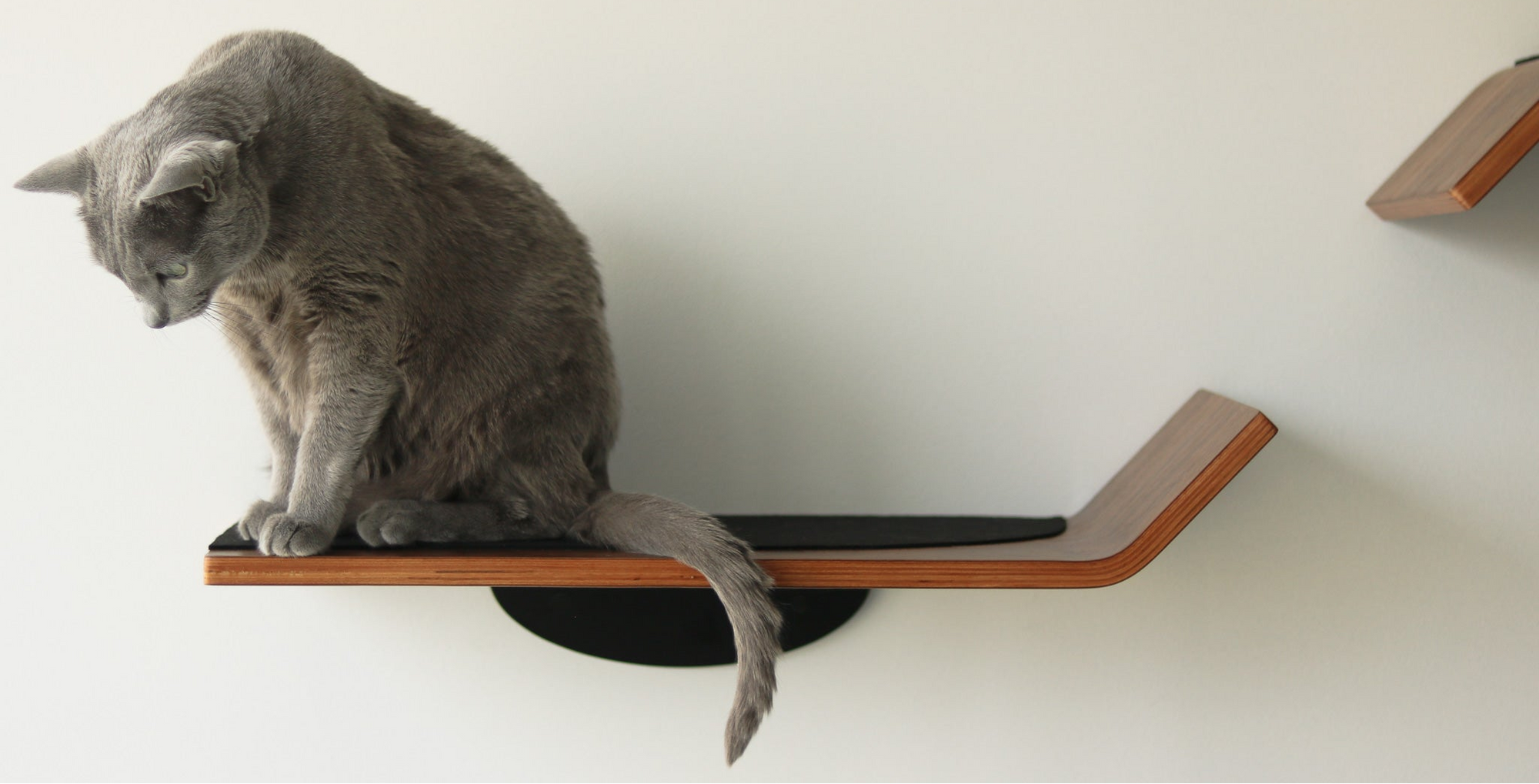 Gray cat sitting on a floating wooden cat shelf against a white wall