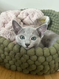 Mimi