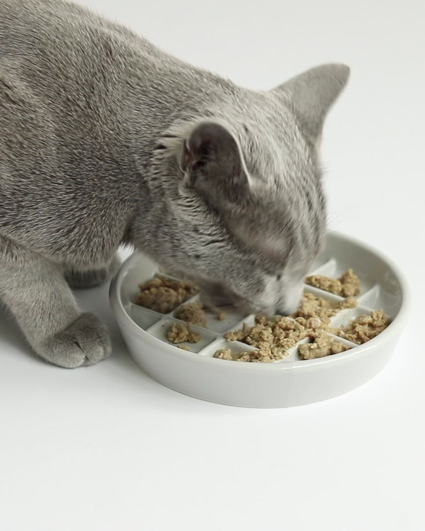 Noots grey cat eating from Maple slow feed bowl