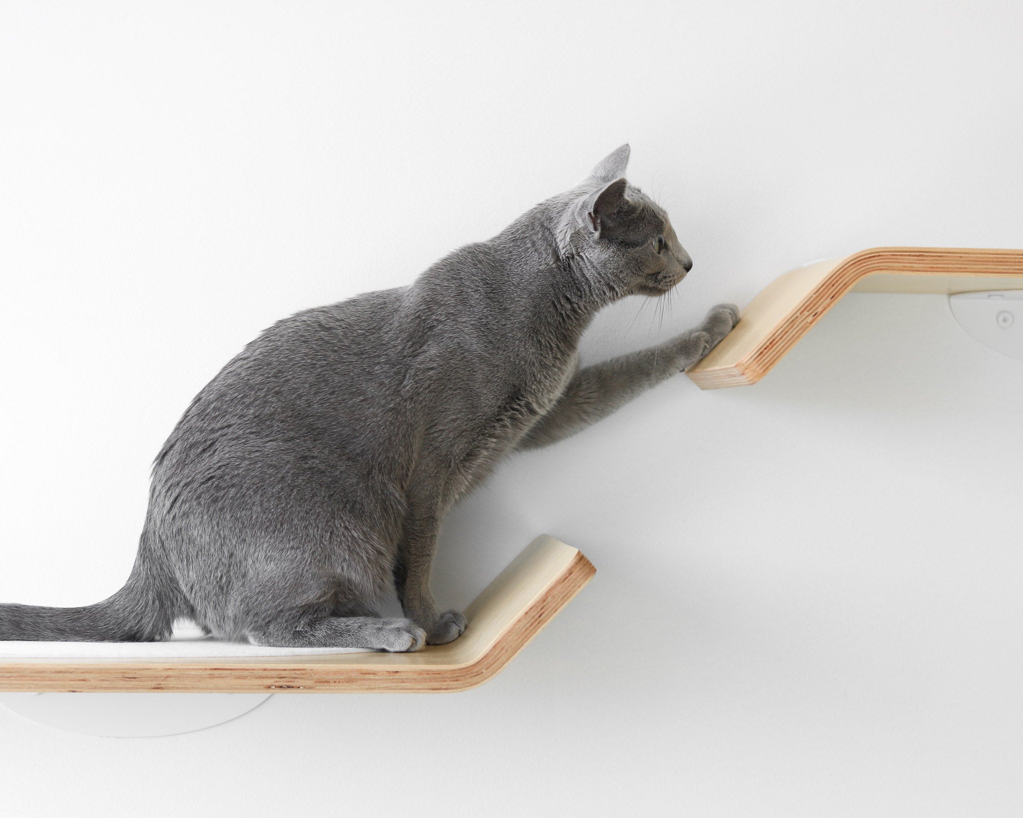 Figo cat shelves with cat climbing
