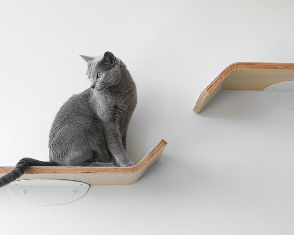 Figo cat shelves in home