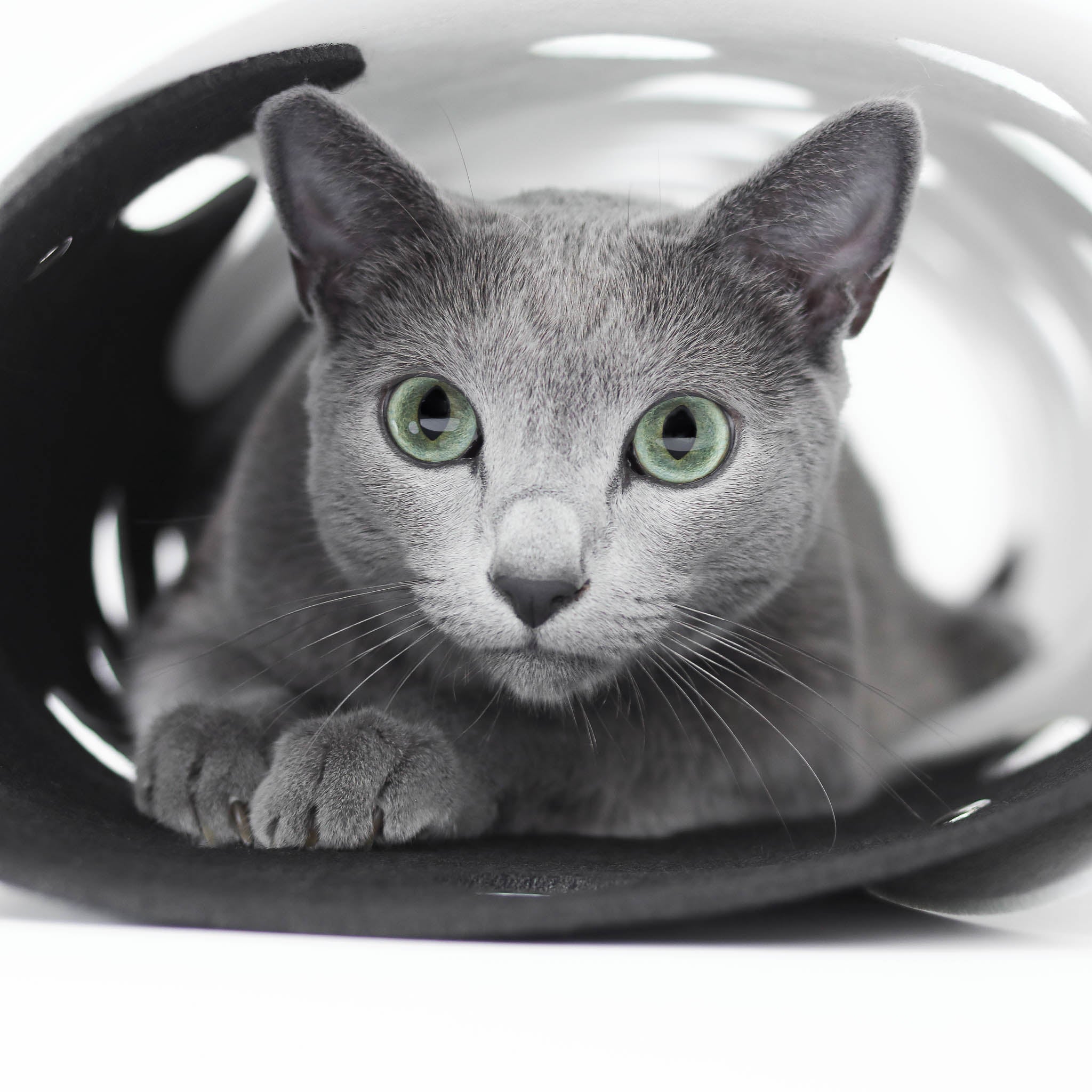 Grey cat tunnel best sale