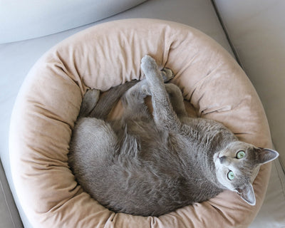 Pearl Velvet Bed