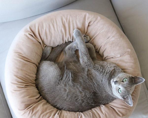 Pearl Velvet Bed